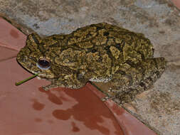 Image of Grey Foam-nest Treefrog