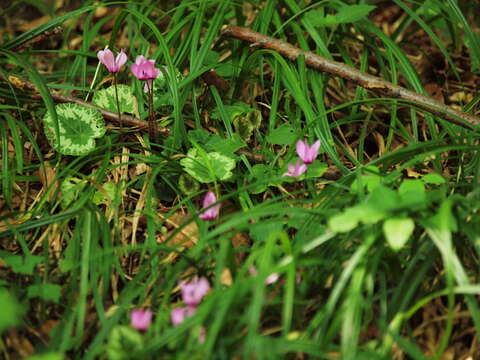 Image of cyclamen