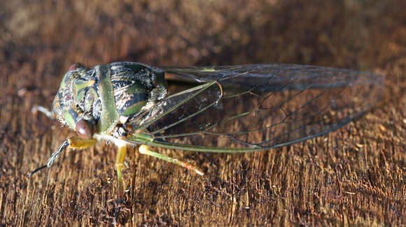 Image de Psaltoda plaga (Walker & F. 1850)