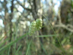 Image of Quaking Grasses