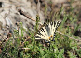 Image of Iphiclides