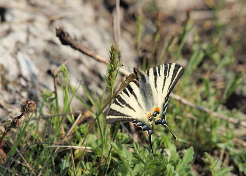 Image of Iphiclides