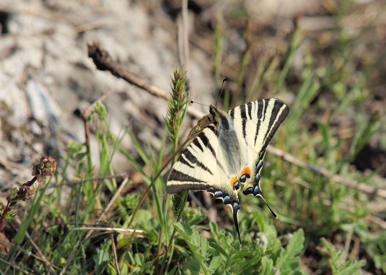 Imagem de Iphiclides