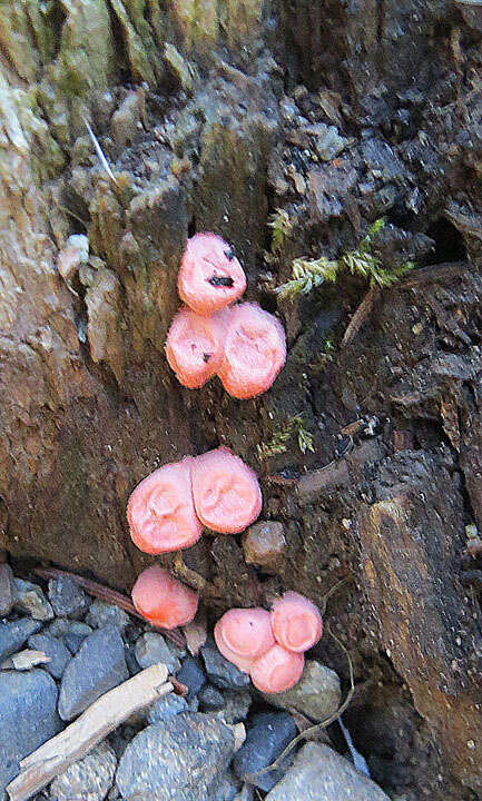 Image of Lycogala epidendrum