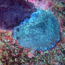 Image of Blue-speckled nudibranch