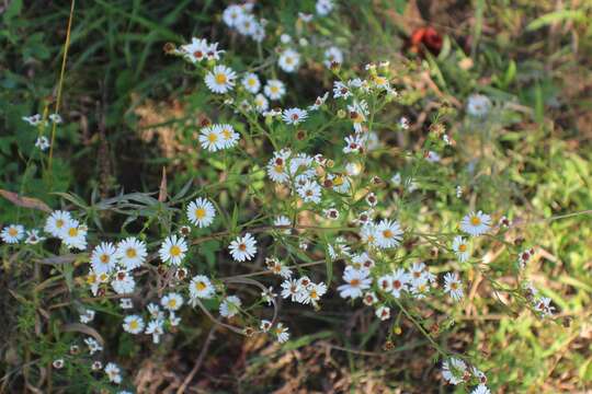 Image of aster