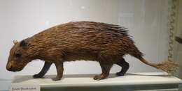 Image of Brush-tailed porcupine