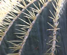 Image of glaucous barrel cactus