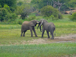 Image of African bush elephant