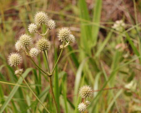 Image of button eryngo