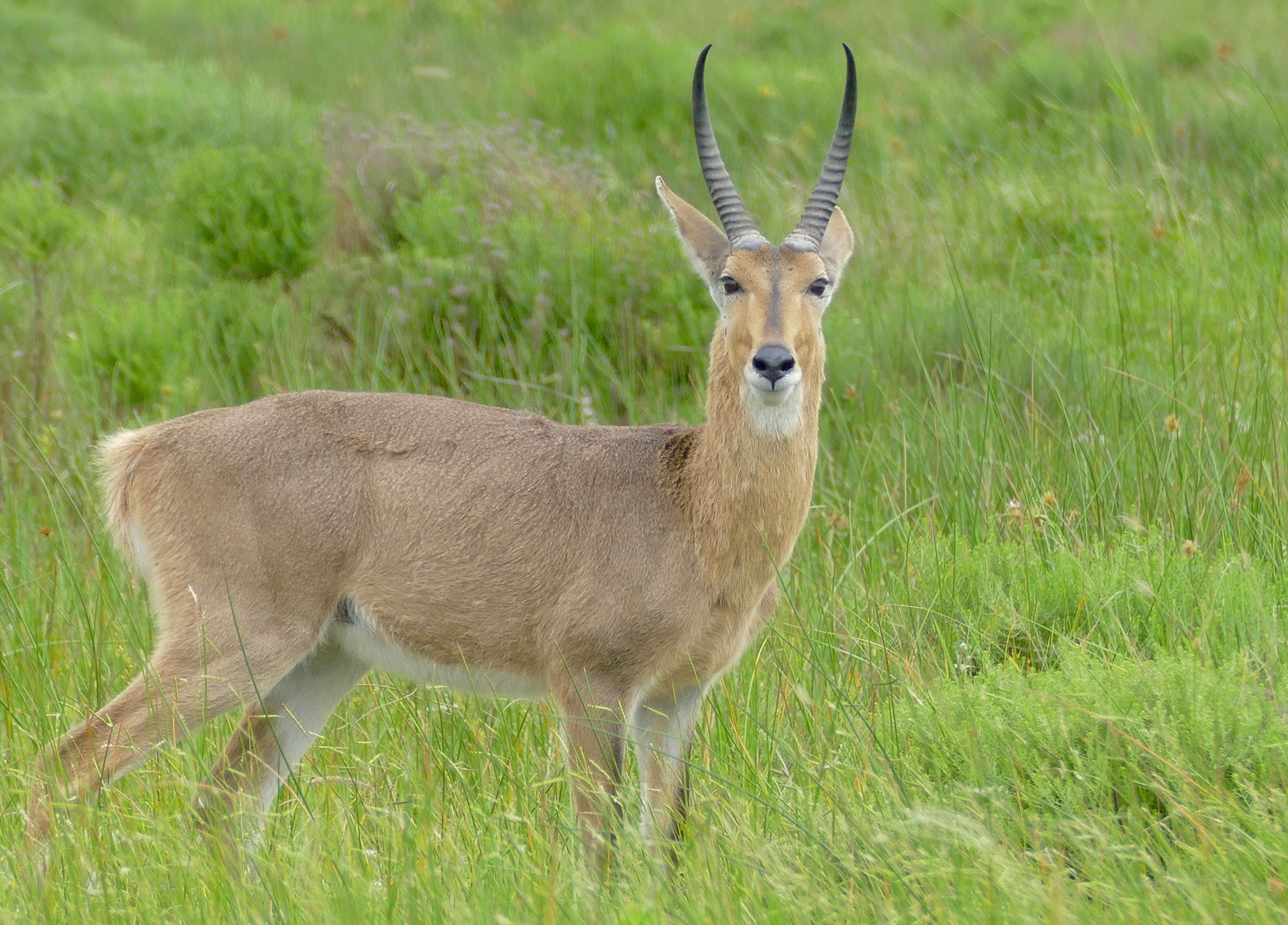 Image of Reedbuck