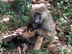 Image of Baboon