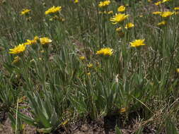 Arnica resmi