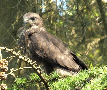 Image of Common Buzzard