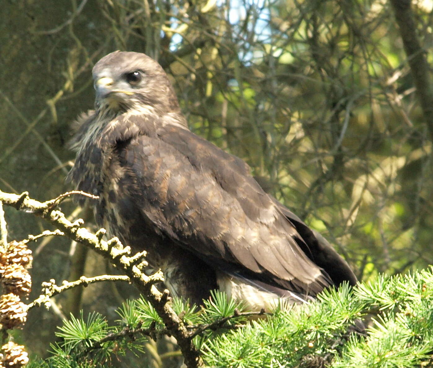 Image of Buteo Lacépède 1799