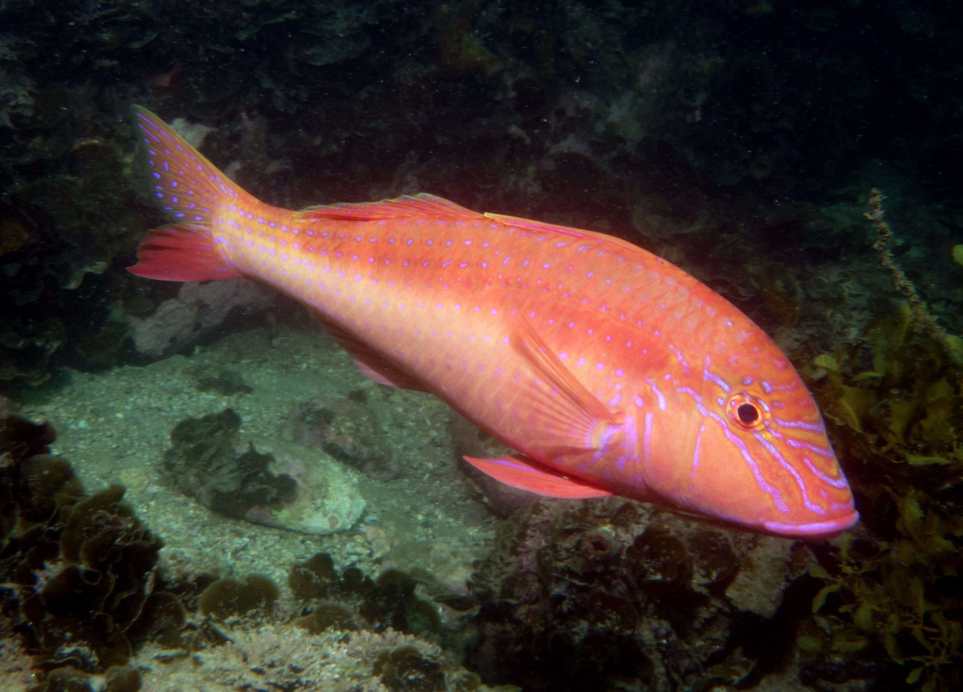 Image of Upeneichthys