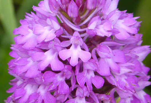 Image of Pyramidal orchid