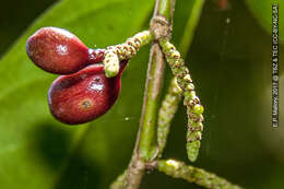 Image of Lacistema aggregatum (Berg.) Rusby