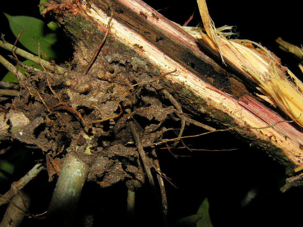 Imagem de Ficus paraensis (Miq) Miq.