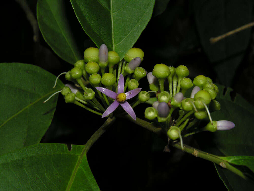 Image de Lycianthes heteroclita (Sendtn.) Bitter