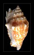 Image of Laciniate conch