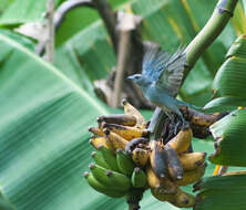 Image of Sayaca Tanager