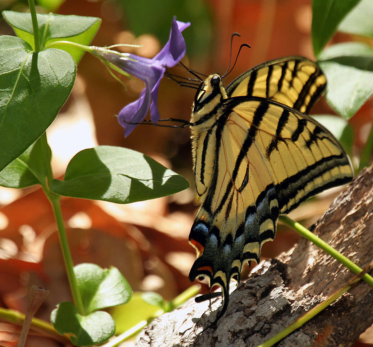 Слика од Papilio multicaudata Kirby 1884