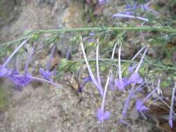 Image of flaxflowered ipomopsis