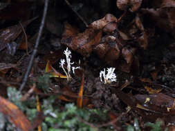 Cordyceps polyarthra Möller 1901 resmi