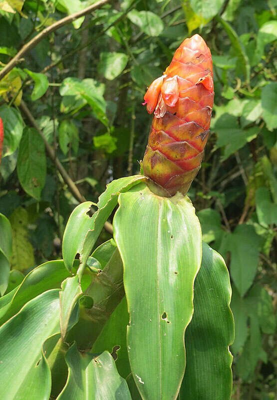 Image of costus