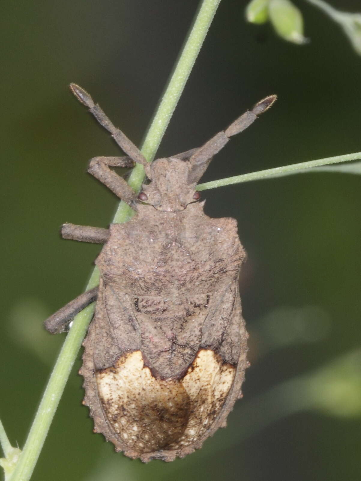 Image of dinidorid bugs