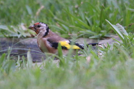 Imagem de Carduelis carduelis parva Tschusi 1901