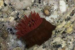 Image de Actinia Linnaeus 1767