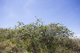 Image of Cotoneaster nebrodensis (Guss.) Koch