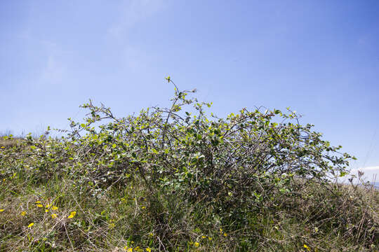 صورة Cotoneaster nebrodensis (Guss.) Koch