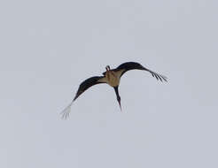 Image of Black Stork