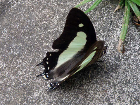 Image of Polyura athamas Drury 1773