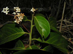 Image de Nectandra membranacea (Sw.) Griseb.