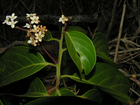 Imagem de Nectandra membranacea (Sw.) Griseb.