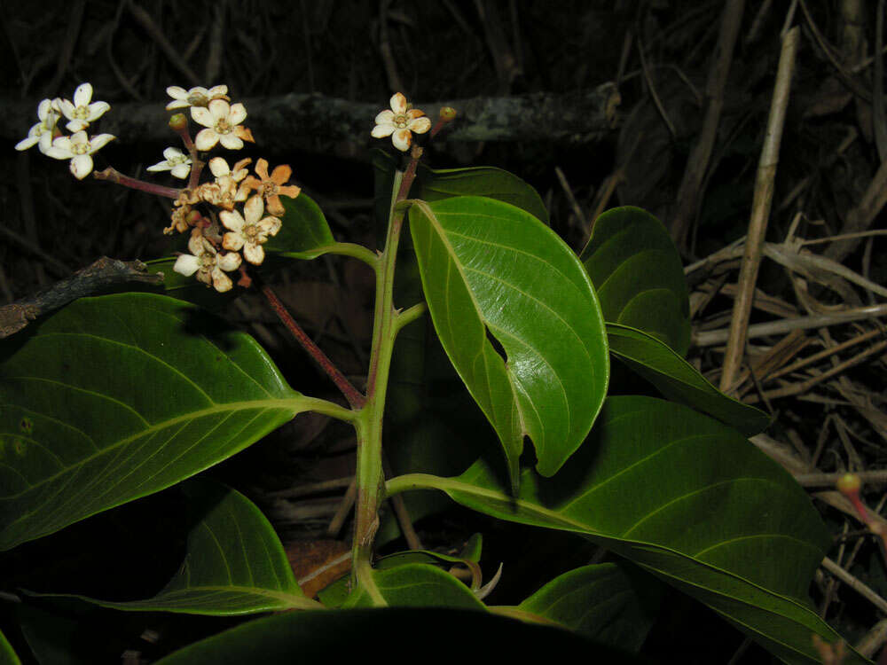 Imagem de Nectandra membranacea (Sw.) Griseb.