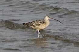 Image of Long-billed Curlew