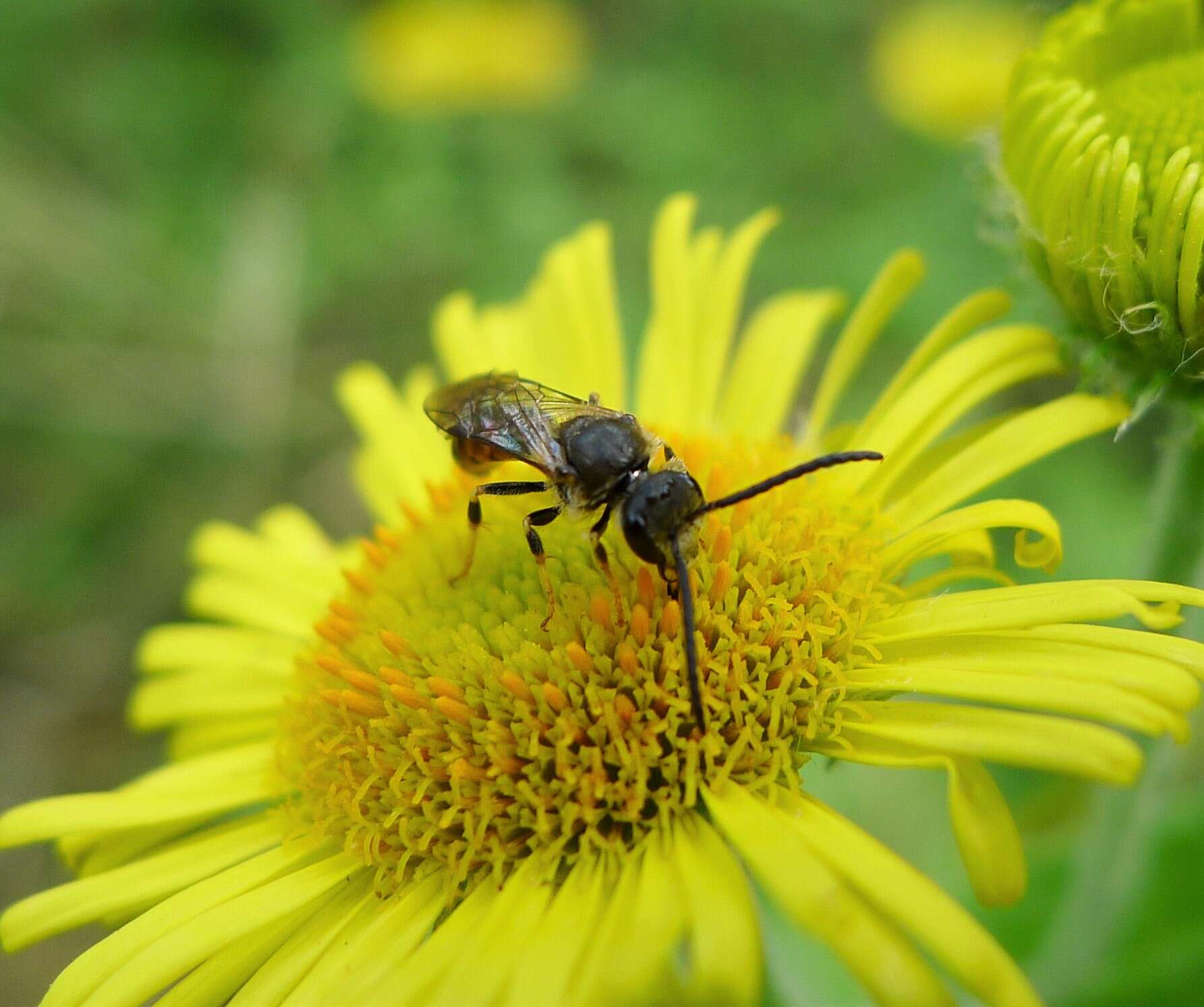 Plancia ëd Lasioglossum albipes (Fabricius 1781)