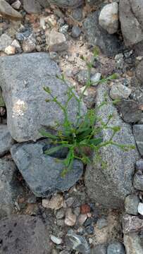 Image of brittle spineflower