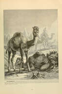 Image of Dromedary