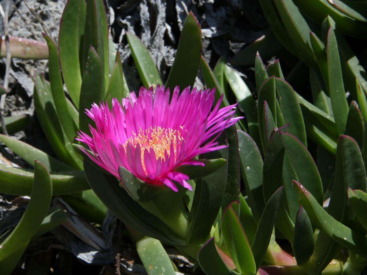 Image of Ice Plants