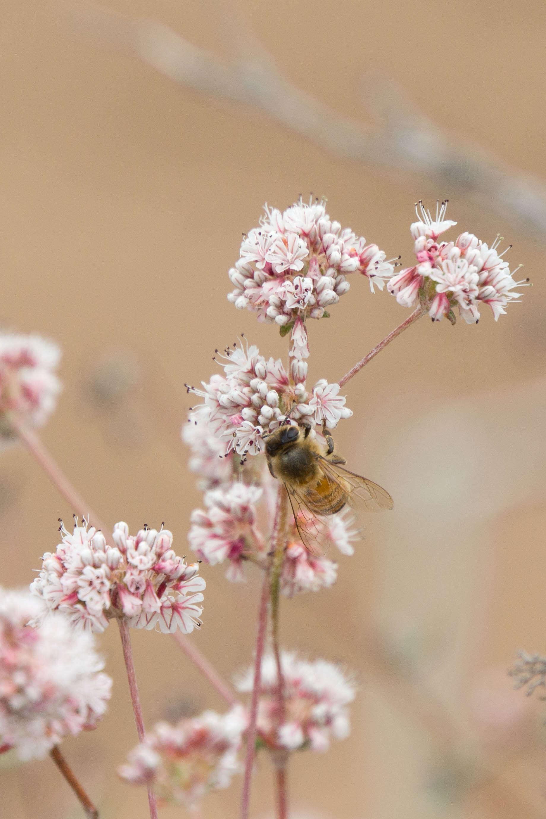 Imagem de Eriogonum parvifolium Sm.