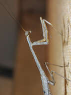 Image of Archimantis