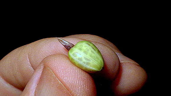 Image of Goeppertia brasiliensis (Körn.) Borchs. & S. Suárez