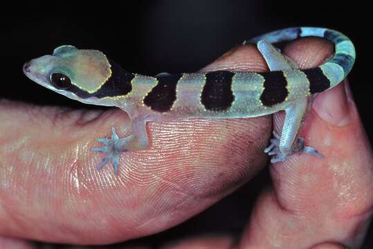 صورة Hemidactylus fasciatus Gray 1842