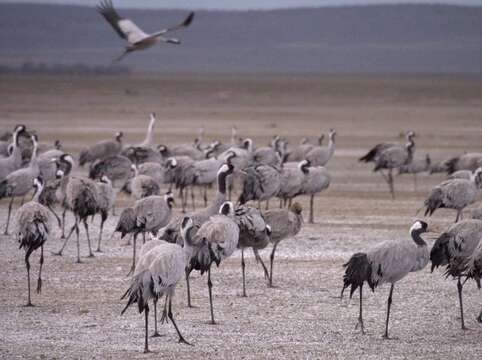 Image of Common Crane